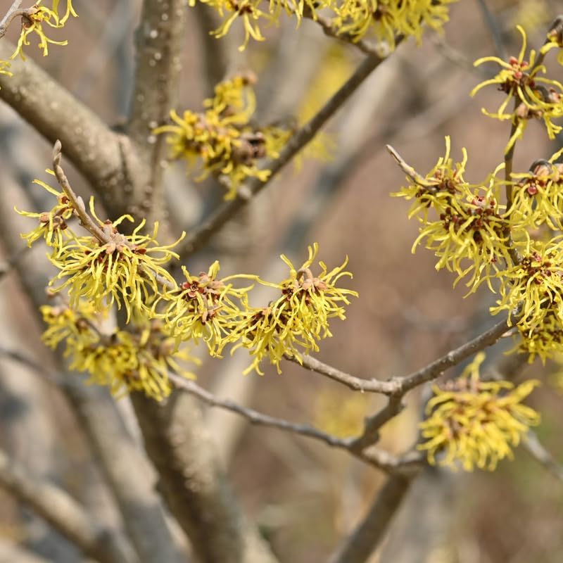 10 Witch Hazel Shrub Live Plant | 1-2ft Bare Root Seedlings | Mature Established Flowering Shrub | Ready to Plant Large Ornamental Shrub