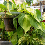 3 Philodendron Live Plant in 4" Pot, Heart Leaf Philodendron Cordatum Brasil, Indoor Vining Houseplant for Tabletop Decor, Gifting and Plant Collections