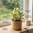 Live Succulent Plant, Variegated Bear Paws in 4" Pot, Vigorous Potted Cotyledon Tomentosa, Low Maintenance Plant for Home Office & Desk Decor