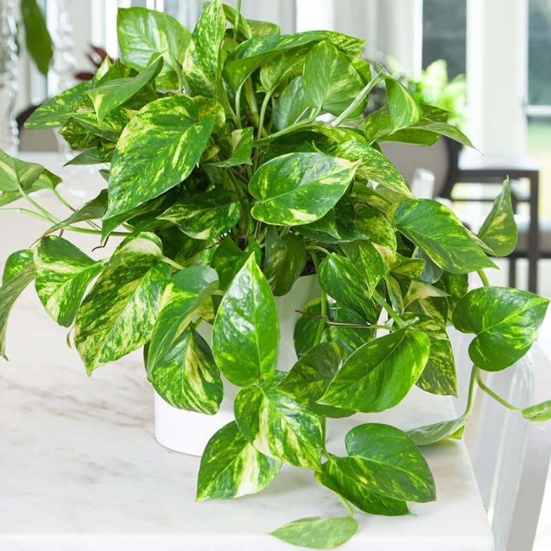 N’Joy Pothos Live Houseplant in 4 Inch Pot |Epipremnum Aureum Tree for Planting | Ideal Live Pothos Plant for Shelves, Desktops & Hanging Pots – Hardy