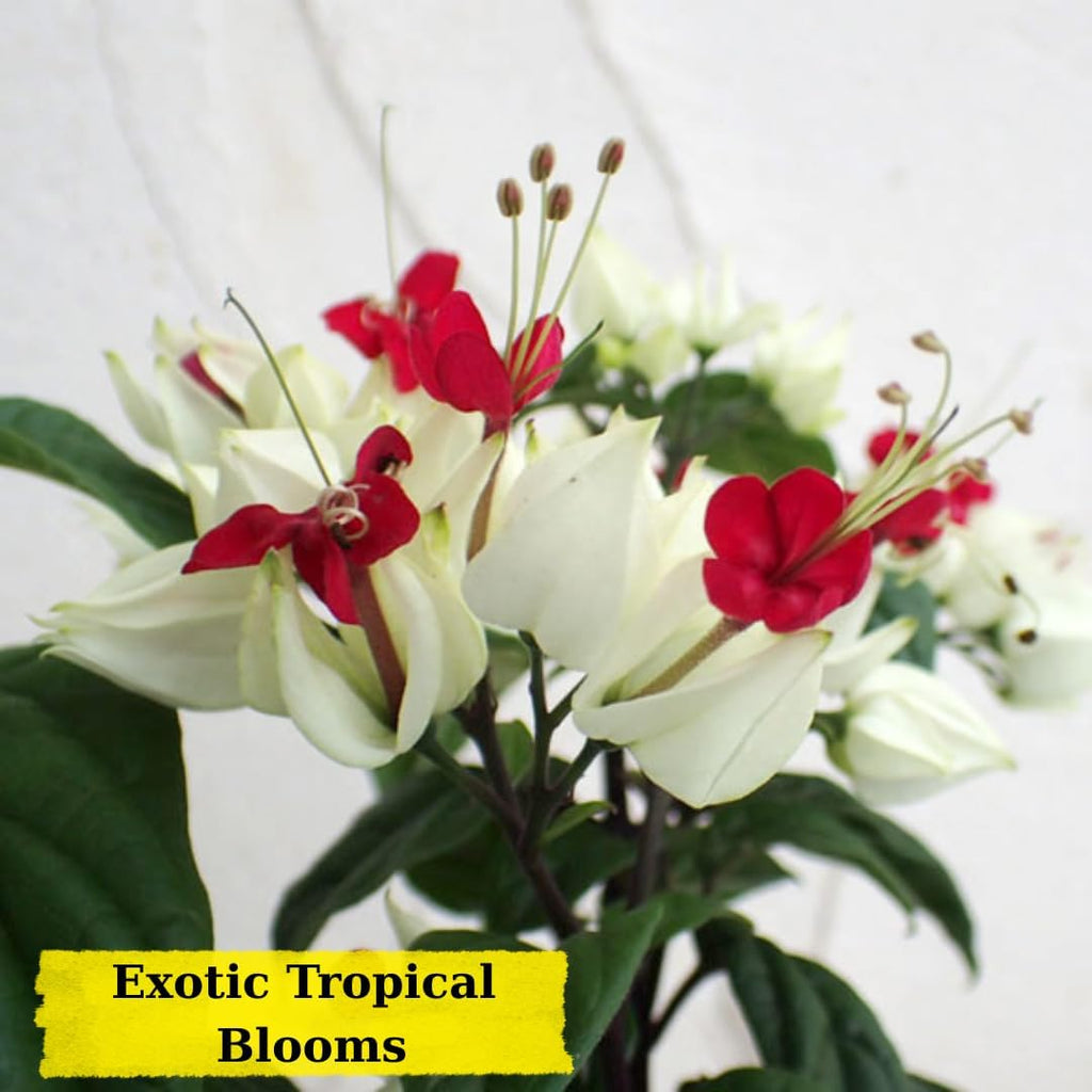 Bleeding Heart Plant Live | 3 to 4 Inch Tall | Clerodendrum Houseplant with White Blossoms, Ready for Plant Outdoor Garden or Patios, Pot Not Included