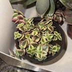 Large Pink Calico Kitten Succulent Live in 6 Inch Pot | Full Pink-Variegated Trailing Crassula | Ideal for Sunlit Corners, Living Rooms, and Patio Styling
