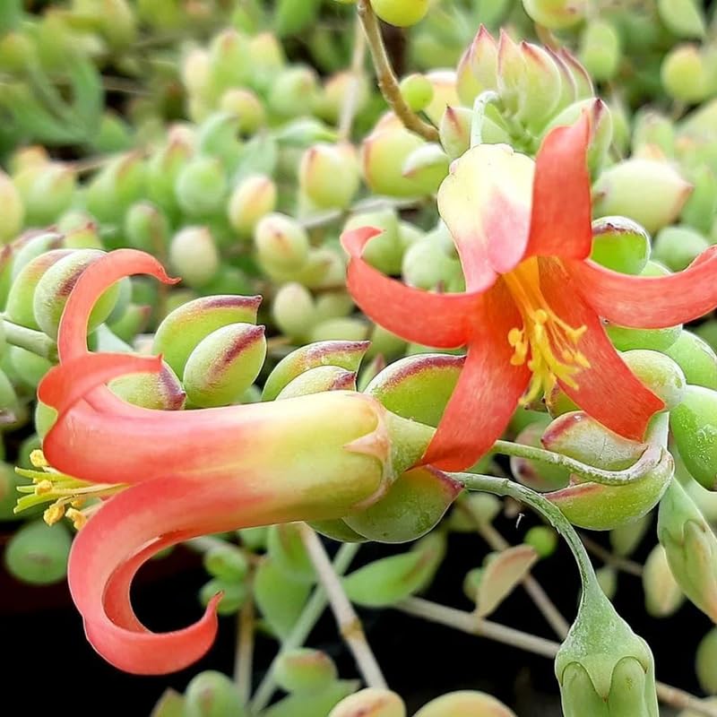 Cotyledon Pendens Succulent Plant Live – 4 Inch Pot | Rare Trailing Houseplant | Easy-Care Indoor Succulent