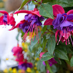2 Fuchsia Plants Live, Dark Blue & Red Fuchsia, 6-12 Inch Tall, Blue Eye Variety, Trailing Flowering Plant, Ideal for Hanging Baskets