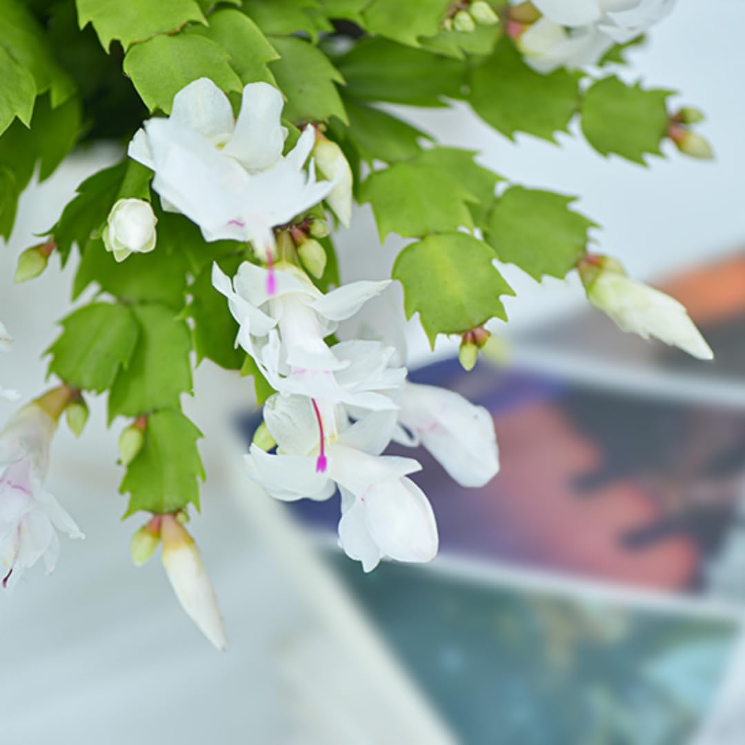 Xmas Cactus Live Plants in 4" Inch Pot | Vibrant Christmas Cactus Plants | Easy-Care Indoor Tropical Houseplant | Ideal Gift for Plant Enthusiasts