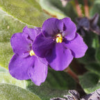 Purple African Violets Live Plant Bare Root, Easy Care Violets Plant Live, Low Light Flowering Houseplant, Ideal for Indoor Decoration & Window Sill Garden