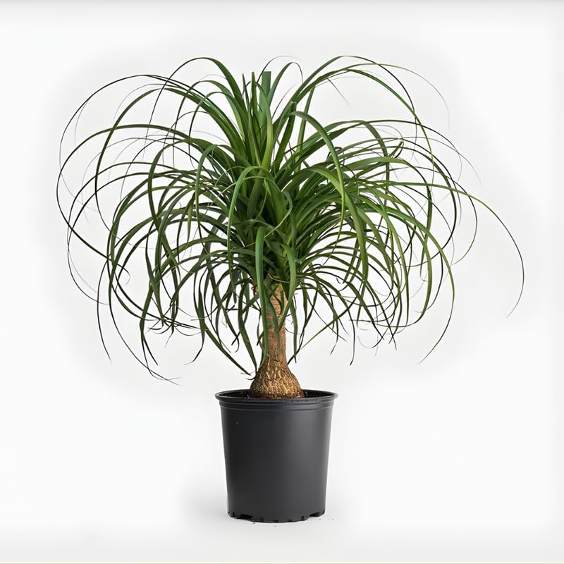 Pony Tail Palm Live Plant in 4” Inch Pot | Elephant’s Foot Live Trees | Easy to Maintain Indoor Housplant | Suitable for Home & Office Décor | Great Birthday Gift