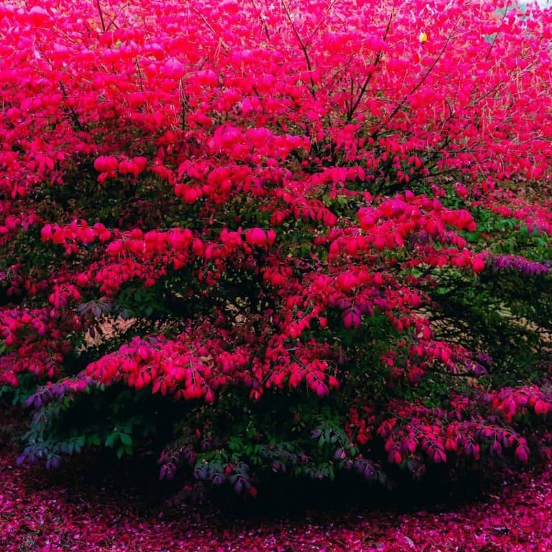 5 Burning Bush Shrub Live Plant | 6 – 12 Inch Tall | Easy-Growing Landscape Shrub with Bright Red Fall Leaves