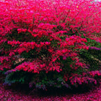 5 Burning Bush Shrub Live Plant | 6 – 12 Inch Tall | Easy-Growing Landscape Shrub with Bright Red Fall Leaves