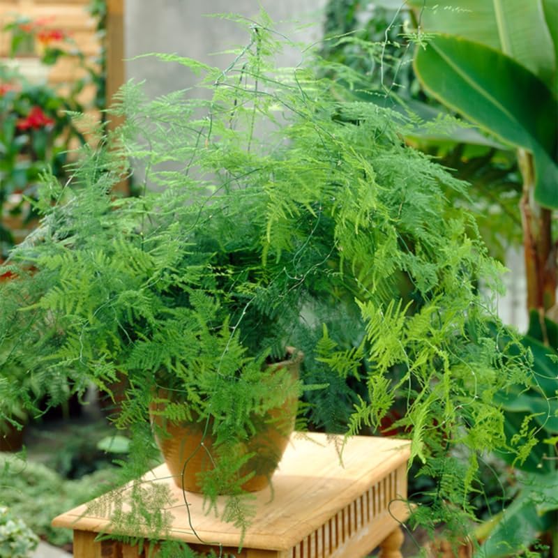 Asparagus Plants Live for Planting in 4’’ Inch Pot | Feathery Asparagus Fern Houseplant | Low-Maintenance Indoor Plant for Shelves, Desks & Small Spaces