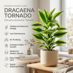 Dracaena Tornado Plant, 4" Pot, High-Vigor Low Maintenance Houseplant for Bright Windowsills, Striking Swirling Dark Green Foliage