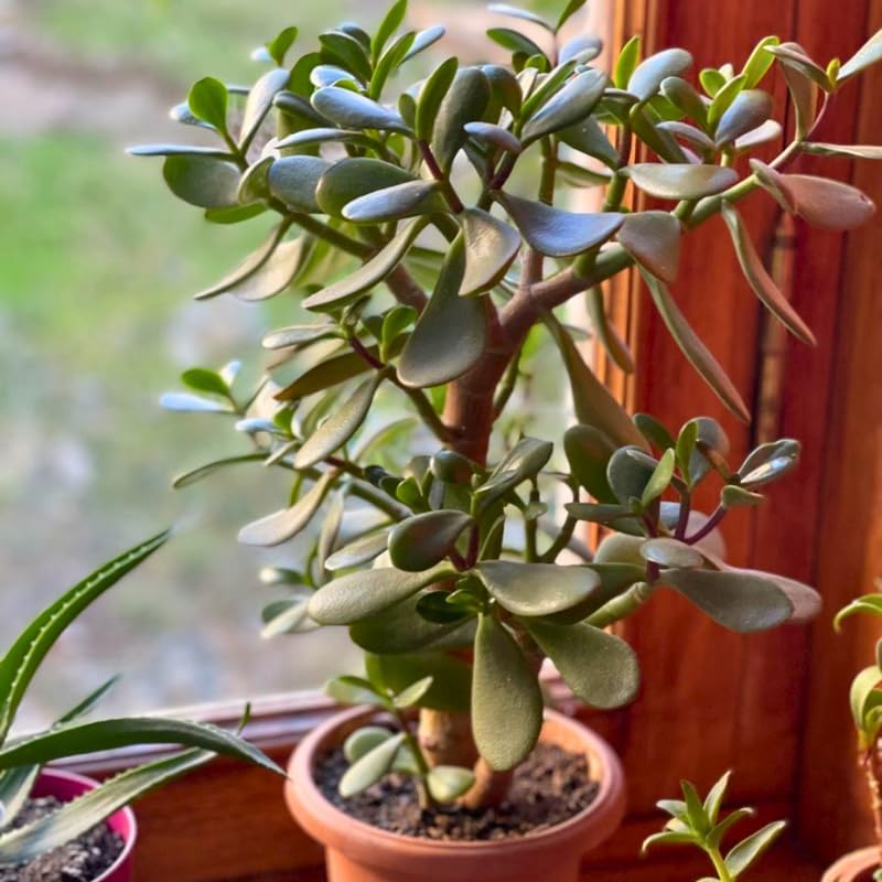 2 Succulents Plants Live Jade Plant Crassula Ovata, Live Mini Succulents Plants in 2 Inch Pot, Low Maintance, Unique Collections for Beginners