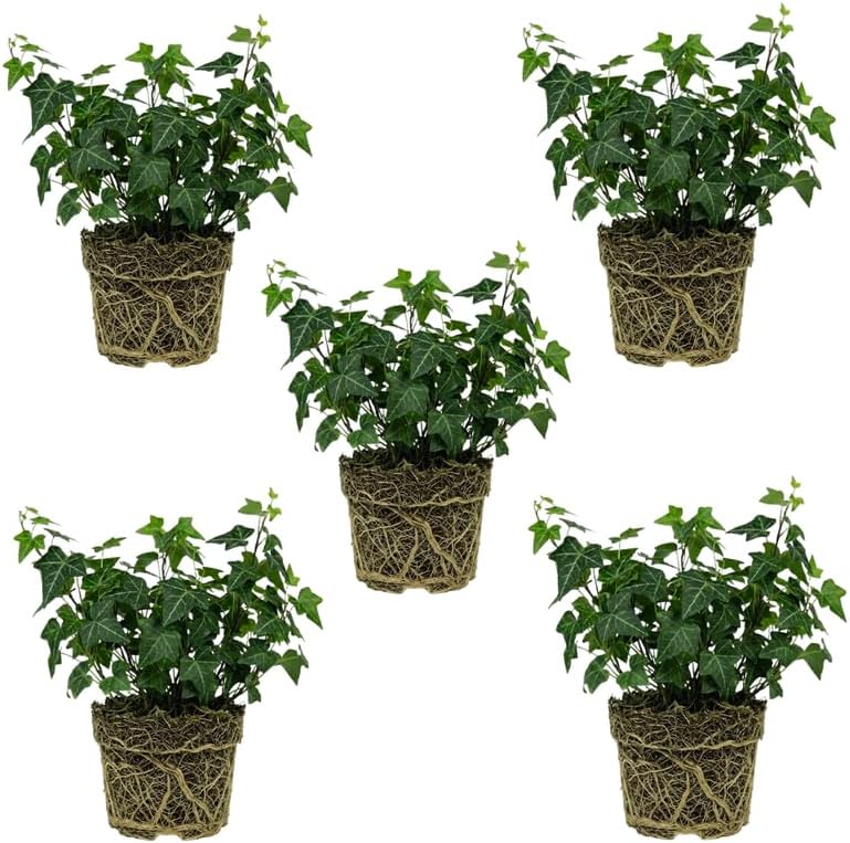5 Baltic English Ivy Live Plants Bare Root, Hardy Hedera Helix, Easy-Care Evergreen Ivy Vines for Walls, Fences & Garden Landscaping