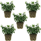 5 Baltic English Ivy Live Plants Bare Root, Hardy Hedera Helix, Easy-Care Evergreen Ivy Vines for Walls, Fences & Garden Landscaping