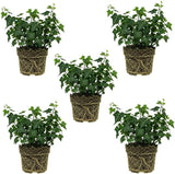 5 Baltic English Ivy Live Plants Bare Root, Hardy Hedera Helix, Easy-Care Evergreen Ivy Vines for Walls, Fences & Garden Landscaping