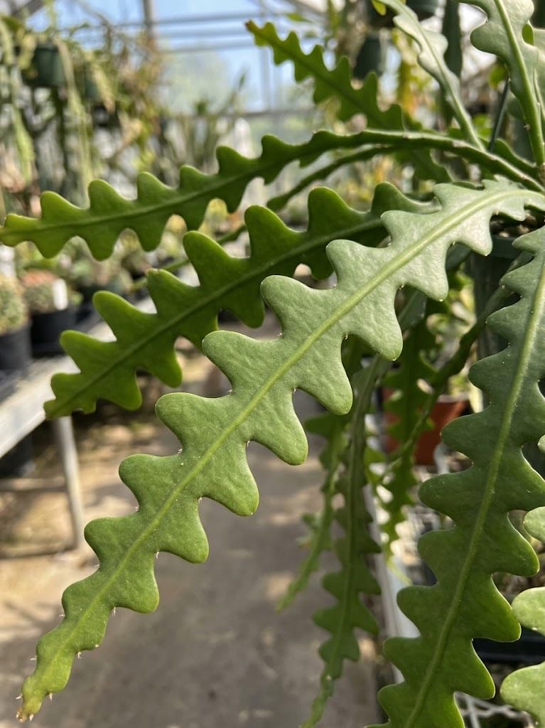 2 Zigzag Fishbone Cactus Plant in 3" Pot, Well-Rooted, Exotic Hanging Succulent, Fragrant Night-Blooming Flowers, Ideal for Home and Office Décor