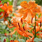 6 Tiger Lily Bulbs, Easy to Grow Summer Flowering Perennial, Low Maintenance Cold-Hardy Bulbs for Sunny Spots