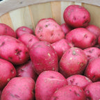 Yukon Gold Seed Potatoes, 2 Lbs, Non GMO, Easy To Grow, Heirloom Potato Seeds for Planting Outdoors