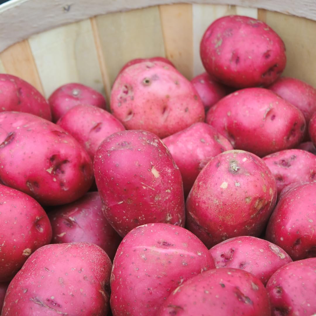 Yukon Gold Seed Potatoes, 2 Lbs, Non GMO, Easy To Grow, Heirloom Potato Seeds for Planting Outdoors