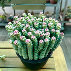 Baby’s Necklace Crassula Live Plant in 4" Inch Pot | Ruby-Tinged Trailing Succulent | Easy Grow Houseplant for Collections & Small Spaces