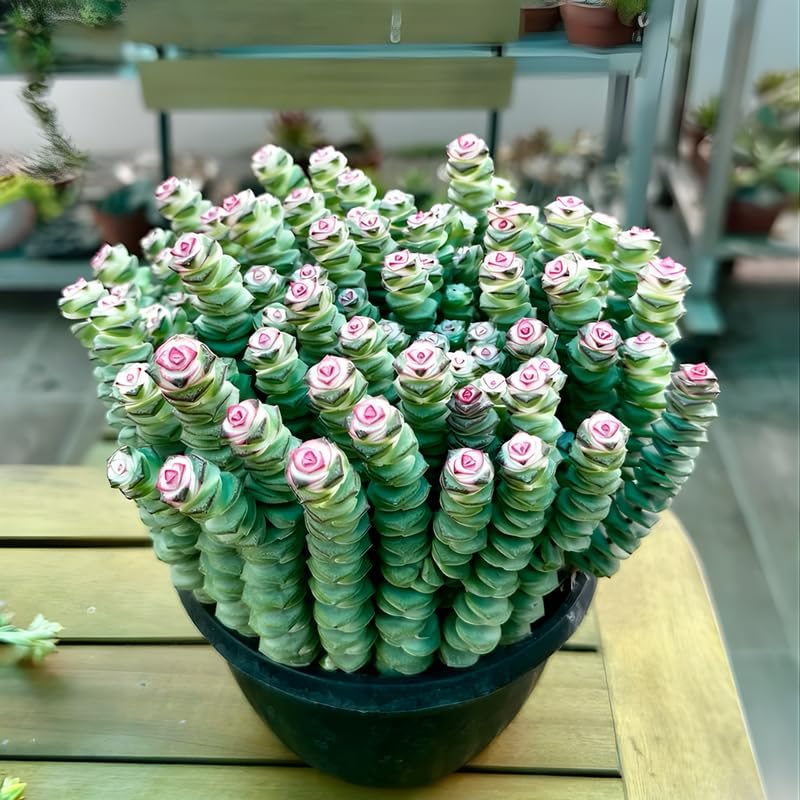 Baby’s Necklace Crassula Live Plant in 4" Inch Pot | Ruby-Tinged Trailing Succulent | Easy Grow Houseplant for Collections & Small Spaces