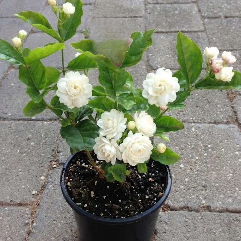 Grand Duke Jasmine Plant, 5-8 Inch Tall, Arabian Jasmine Plant, Low Maintenance Fragrant Perennial for Sunny Porches and Decorative Pots