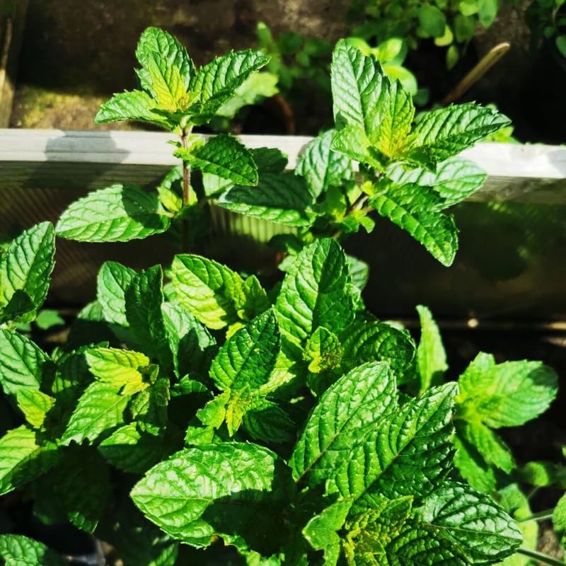 2 Spearmint Plant, 3" Pot, Fresh Herb Plants Live, Mint Plants for Inside Windowsills or Outdoor Garden Beds