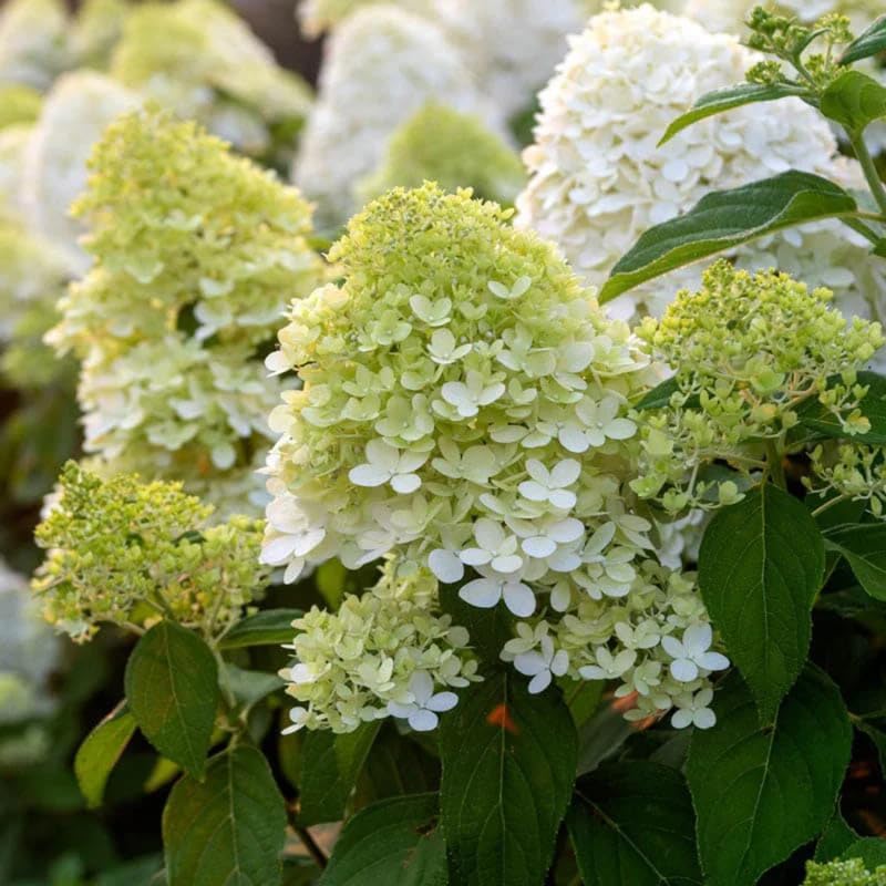 2 Limelight Hydrangea Tree Live Plants | 1-2ft Bare Root Seedlings | Low Maintenance Flowering Shrub | Well-Rooted Plants for Landscapes
