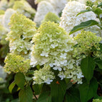 2 Limelight Hydrangea Tree Live Plants | 1-2ft Bare Root Seedlings | Low Maintenance Flowering Shrub | Well-Rooted Plants for Landscapes