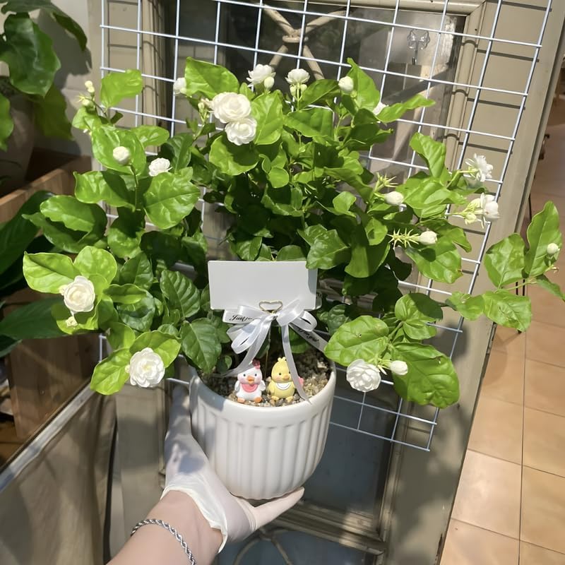 Maid of Orleans Jasmine Flower Plant in 4’’ Inch Pot | Live Jasmine Potted Plant Indoor | Suitable for Windowsills, Desks & Small Spaces | Perfect Fragrant Accent Plant for Home, Office