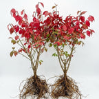 2 Burning Bushes Ready to Plant | 8-12" Rooted Cuttings | Hardy Fire Bush Shrub Live Plant to Decorative Hedge