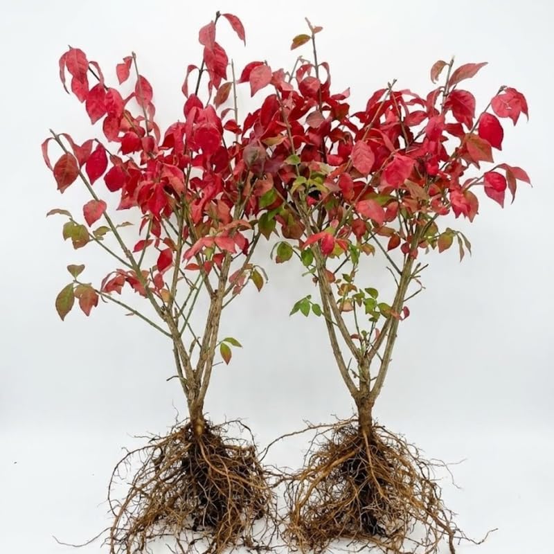 2 Burning Bushes Ready to Plant | 8-12" Rooted Cuttings | Hardy Fire Bush Shrub Live Plant to Decorative Hedge