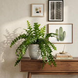RIC Rac Cactus Live Plant in 3" Inch Pot | Distinctive Fishbone-Shaped Trailing Foliage | Low-Maintenance Indoor Cactus for Shelves and Hanging Displays