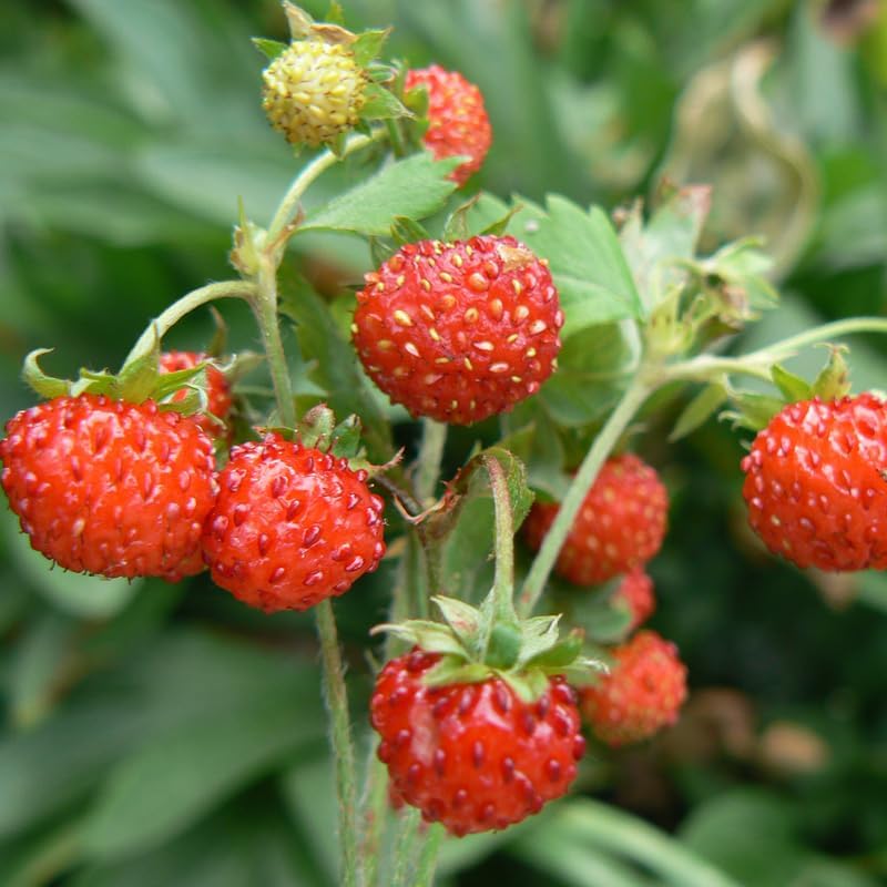 Strawberry Plant in Small Pot, 3-6" Tall Sweet Strawberry Plant Live, High Yield, Fast Growing, Ideal for Garden & Containers