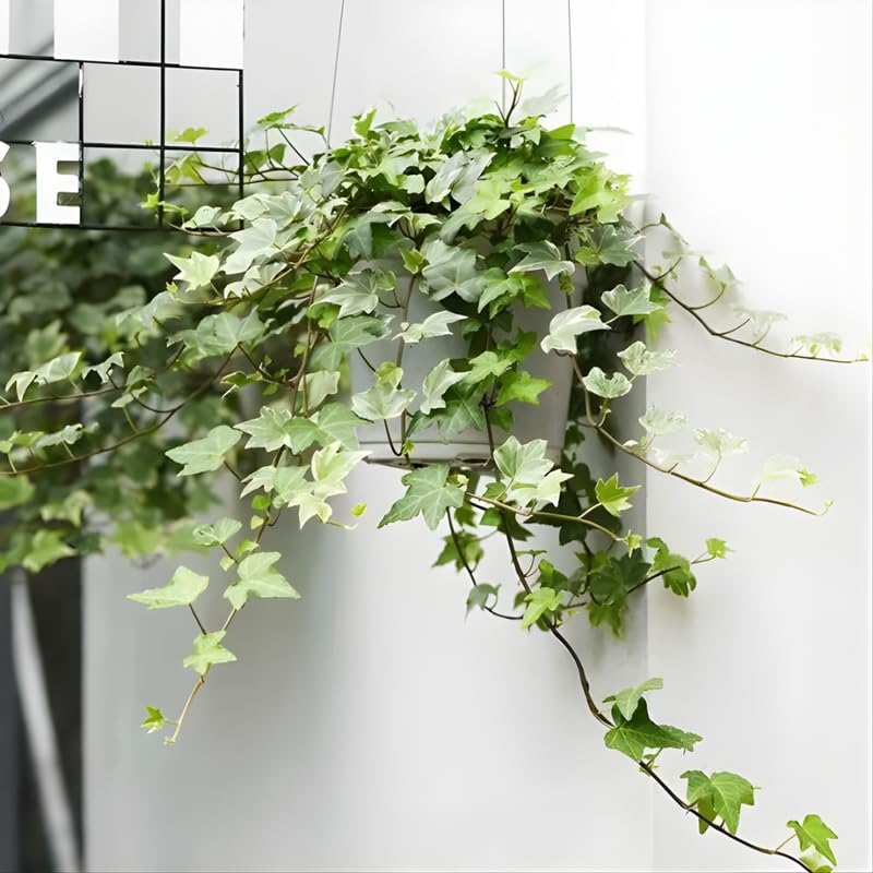 Green English Ivy Indoor Plant in 4 Inch Pot | Fast-Growing English Ivy Live Plant for Fresh Indoor Greenery | Low-Maintenance Trailing Houseplant for Windowsills, Shelves & Hanging Displays