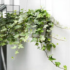 Glacier English Ivy Live Plant in 4 Inch Pot | Variegated English Ivy Indoor Plant with Silver-Green Leaves | Easy-Care Glacier Ivy Houseplant for Hanging Baskets, Shelves & Home Décor