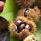 Chinese Chestnut Tree, 3 Gallon Pot, Low Maintenance Nut-Bearing Shade Tree for Homeowners, Resilient Cold-Hardy Plant for Edible Landscapes & Roasting Nuts
