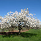 Snowgoose Cherry Tree Live Plant, 6-12 Inch Tall Starter Plant, Japanese Cherry Blossom Tree, Easy Care Flowering Tree for Planting Outdoors
