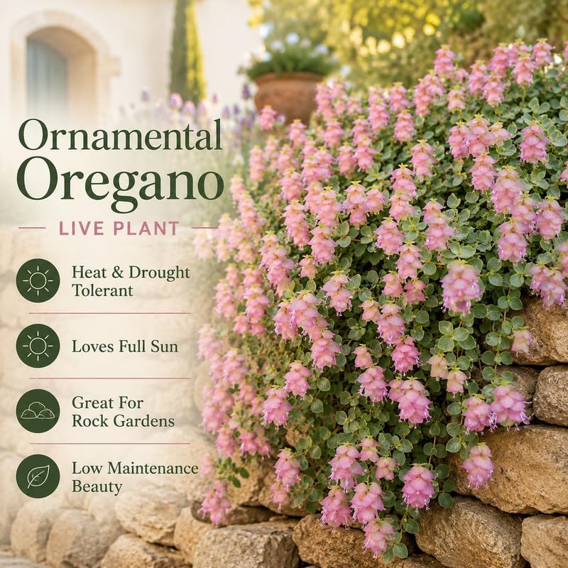 Ornamental Oregano Plant Live in Pot, 3-6" Tall Oregano Plant, Well Rooted, Cascading Fragrant Flowering Plant for Hanging Baskets and Gardens