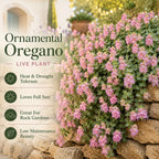 Ornamental Oregano Plant Live in Pot, 3-6" Tall Oregano Plant, Well Rooted, Cascading Fragrant Flowering Plant for Hanging Baskets and Gardens