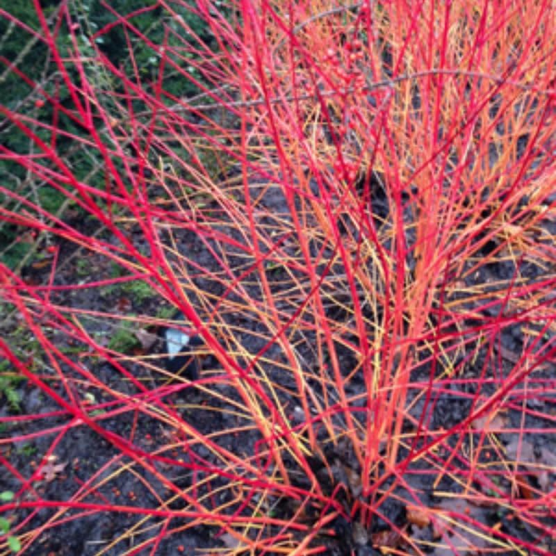 10 Red Osier Dogwood Tree Live Plant | 1-2ft Bare Root Seedlings | Low Maintenance Native Shrub | Well-Rooted Plant for Rain Gardens and Borders