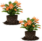 2 Orange Christmas Cactus Plant Live | 3 to 4 Inch Tall Indoor | Housewarming Friendship Gifts for Women Best Friend Presents for Mom Birthday Gift for New Home