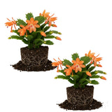 2 Orange Christmas Cactus Plant Live | 3 to 4 Inch Tall Indoor | Housewarming Friendship Gifts for Women Best Friend Presents for Mom Birthday Gift for New Home