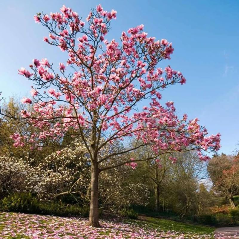 2 Ann Magnolia Live Plants | 8-12 Inch Bare Root Rooted Cuttings | Deep Purple-Pink Flowering Shrub | Deciduous Magnolia Hybrid for Garden