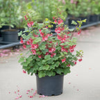 Pink Flowering Currant Plant, Well-Rooted 7" Starter, Cold-Hardy Ribes Sanguineum for Sunny Landscapes
