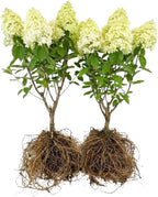 2-Pack Limelight Hydrangea Live Bare Root Seedlings | 12-24" Rooted Cuttings | Cold-Hardy Panicle Flowering Shrub | Robust Plants for Home Garden Borders