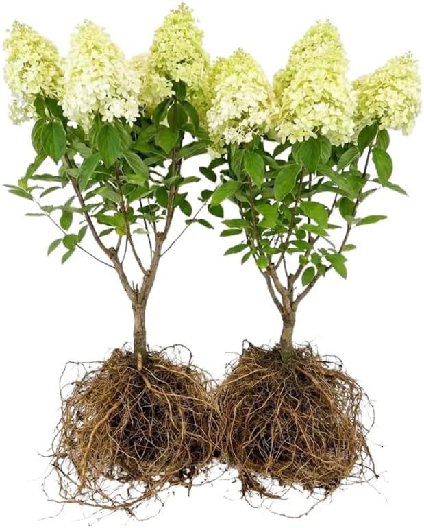 2-Pack Limelight Hydrangea Live Bare Root Seedlings | 12-24" Rooted Cuttings | Cold-Hardy Panicle Flowering Shrub | Robust Plants for Home Garden Borders