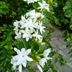 Jasmine Plant Live in 4 Inch Pot – Belle of India | Fragrant Jasmine Potted Plant Indoor | Jasmine Flower Plant for Home & Office Décor | Elegant White-Blooming Plant for Shelves, Desks