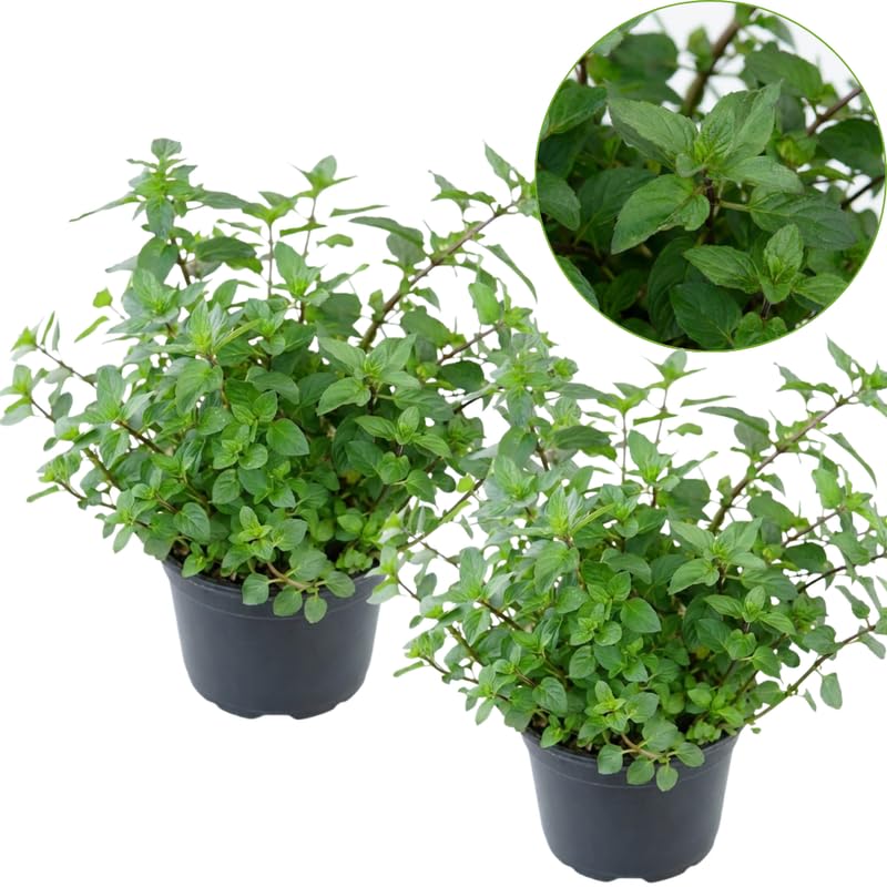 2 Chocolate Mint Plants, 3-Inch Pot, Mint Plants Live, Fast Growing Aromatic Perennial for Modern Landscape and Herb Gardening