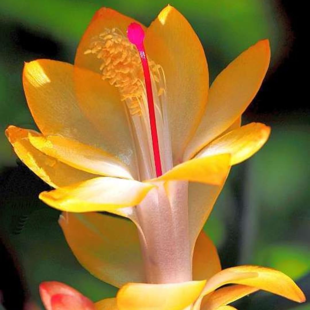 Yellow Christmas Cactus Live Plant | 3–4 Inch Tall Indoor Houseplant | Well-Rooted Holiday Cactus | Gift Story Card for Friends & Gift for New Home